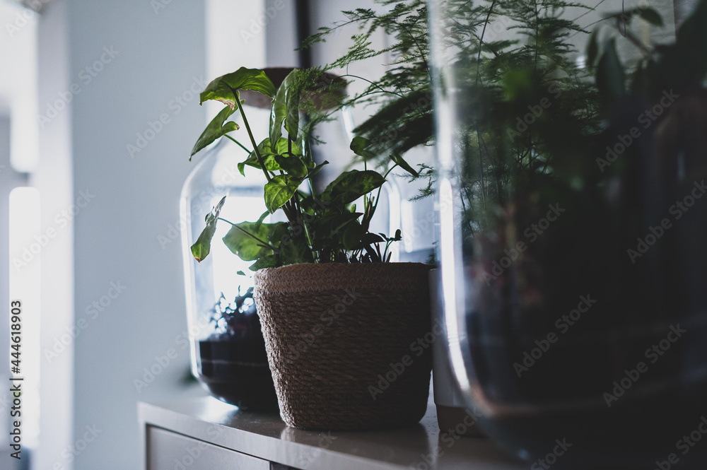 Terrarium with plants - ginseng ficus, miniature house, miniature world. A forest in glass in the company of cut flowers on the table in front of a Scandinavian poster. Minimalist interio