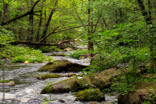 willard brook flowing through  the wilderness