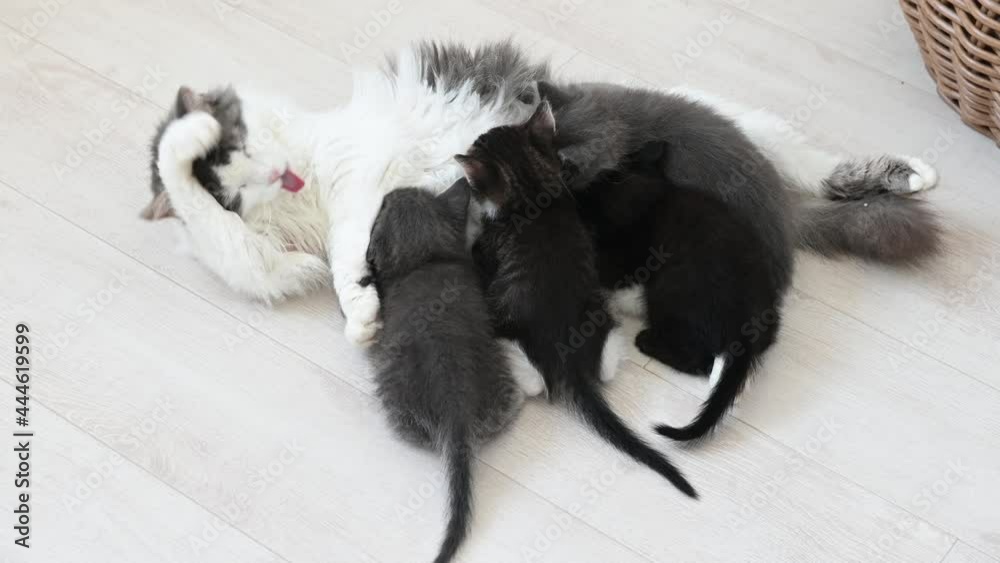cute gray fluffy cat feeds four kittens. High quality 4k footage