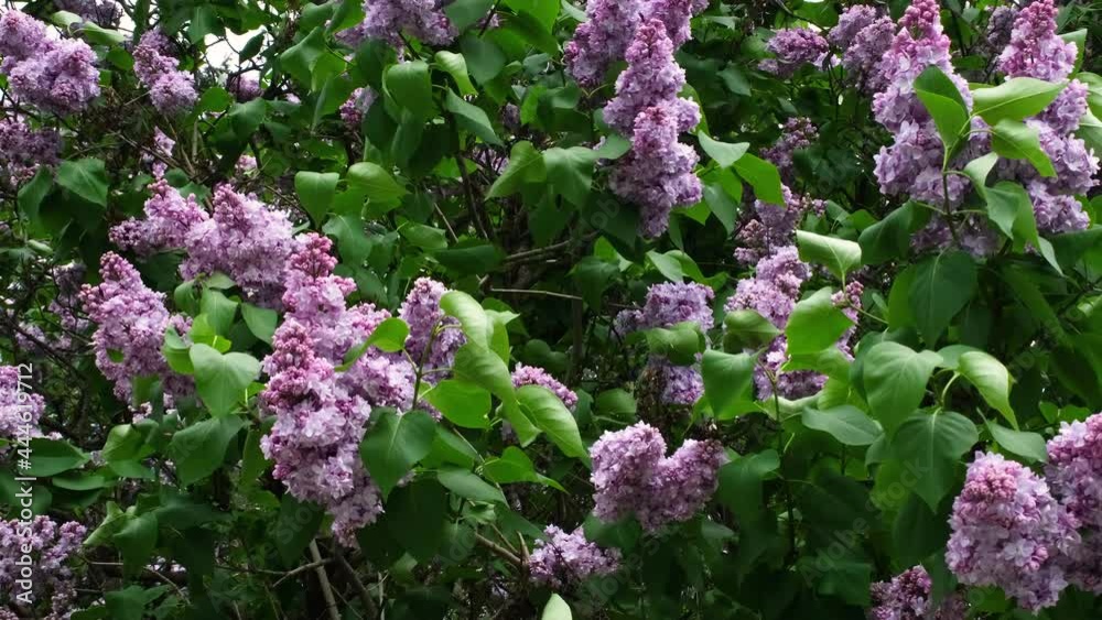 Delicate purple lilac swaying in the wind. The wind flutters a branch of lilac. Spring background. 4k resolution video Delicate purple lilac swaying in the wind. The wind flutters a branch of lilac. Spring background. 4k resolution video