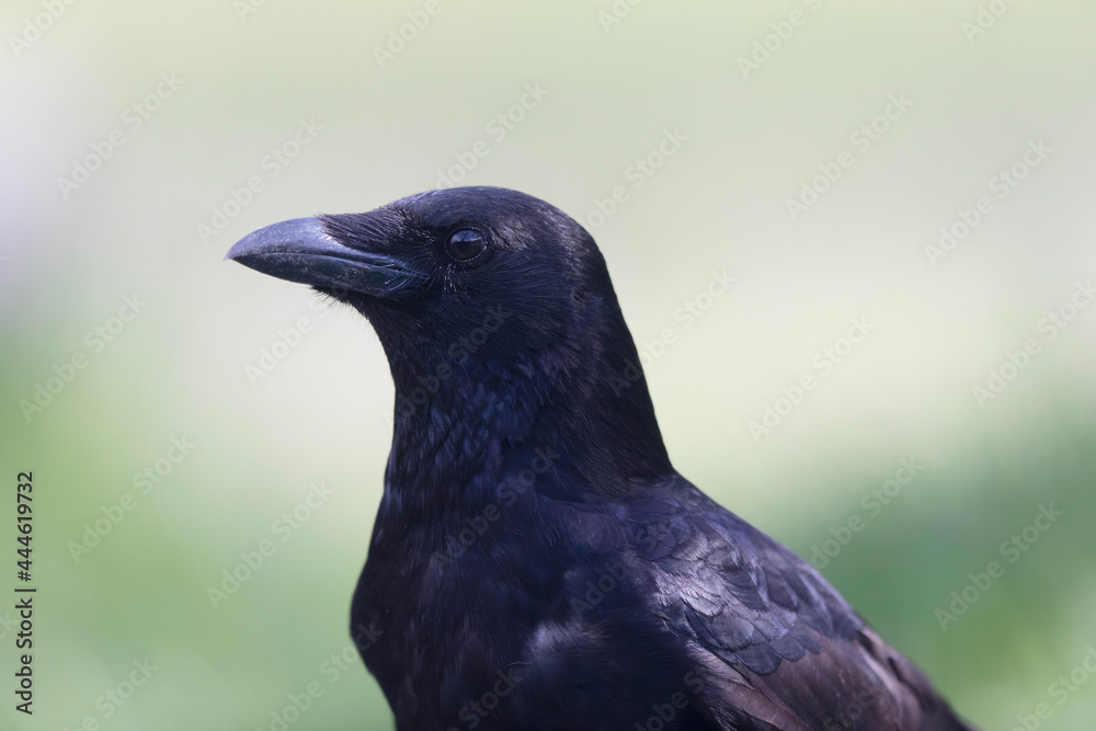 Fototapeta premium Carrion crow Corvus corone during winter time