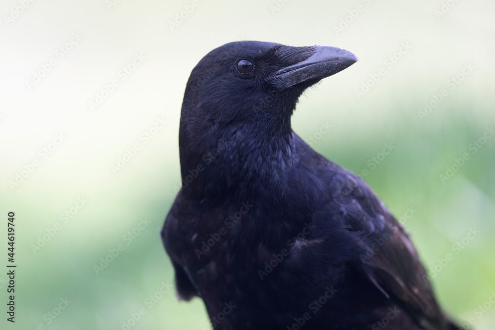 Fototapeta premium Carrion crow Corvus corone during winter time