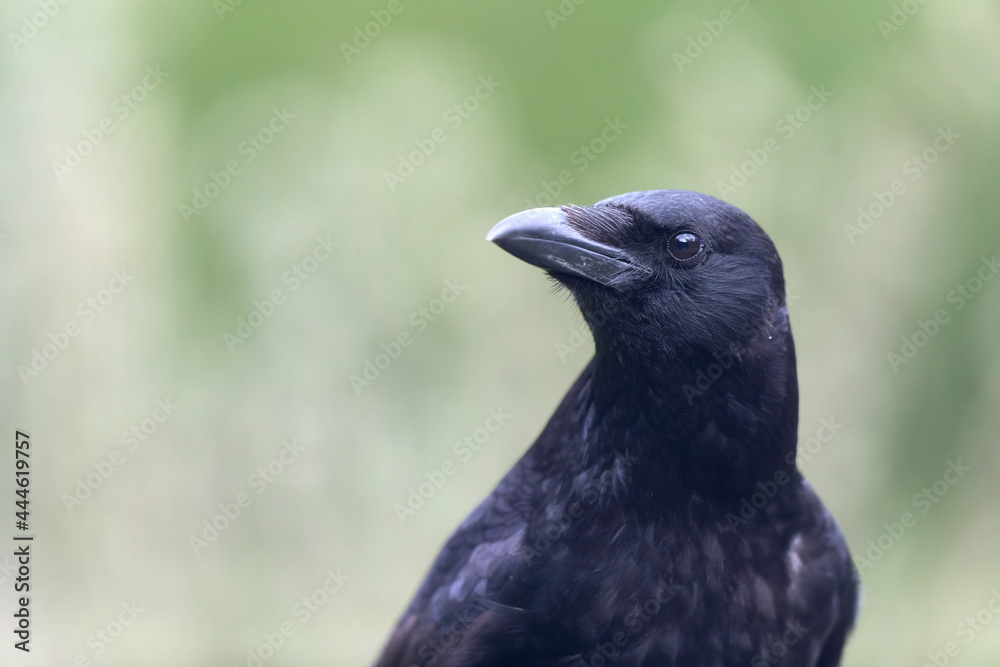 Carrion crow Corvus corone during winter time Carrion crow Corvus corone during winter time