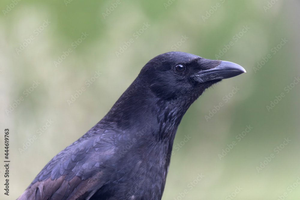Fototapeta premium Carrion crow Corvus corone during winter time