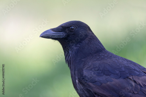 Carrion crow Corvus corone during winter time © denis