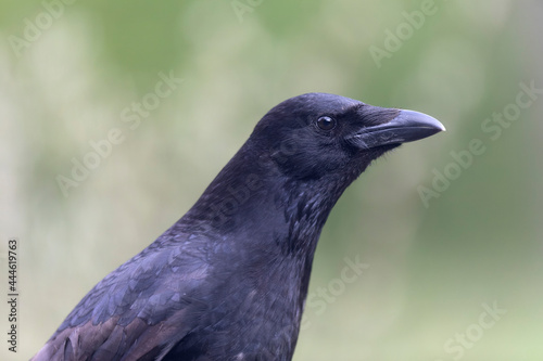 Carrion crow Corvus corone during winter time © denis