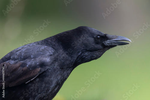 Carrion crow Corvus corone during winter time