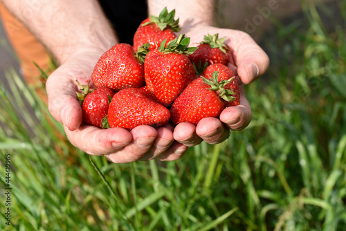 Harvesting ripe strawberries. Full handfuls of red fresh berries in man's palms against green grass. Text space below.