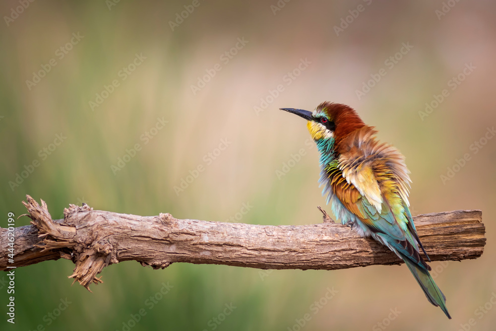 Obraz premium Colorful bird and its hunt. Yellow green nature background. Bird: European Bee eater. Merops apiaster.