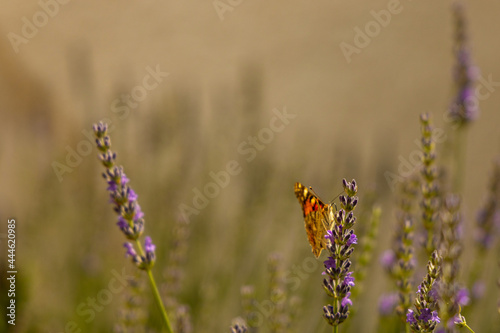 lavender flower and butterfly