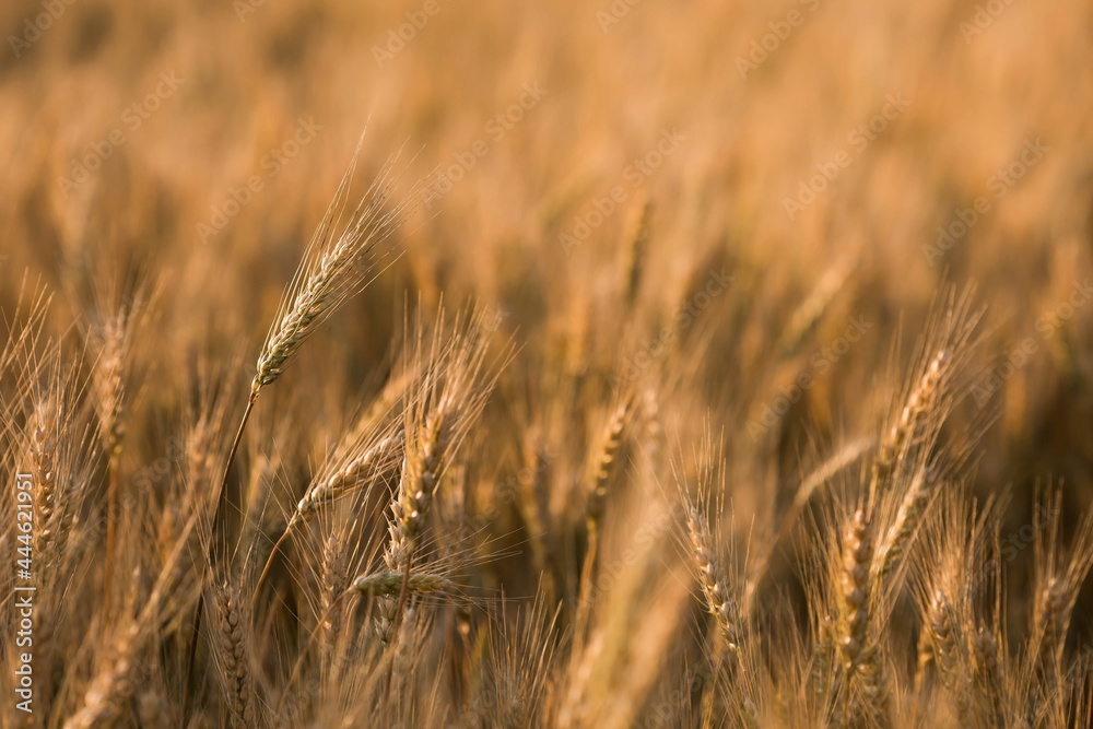 Golden ears of wheat on the background of a ripening field. Agricultural plant close-up. The concept of planting and harvesting a rich harvest. Rural landscape at sunset. Golden ears of wheat on the background of a ripening field. Agricultural plant close-up. The concept of planting and harvesting a rich harvest. Rural landscape at sunset.