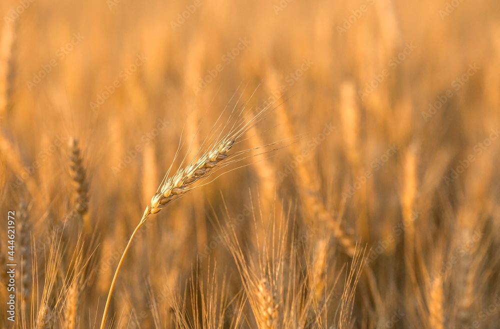 Golden ears of wheat on the background of a ripening field. Agricultural plant close-up. The concept of planting and harvesting a rich harvest. Rural landscape at sunset. Golden ears of wheat on the background of a ripening field. Agricultural plant close-up. The concept of planting and harvesting a rich harvest. Rural landscape at sunset.