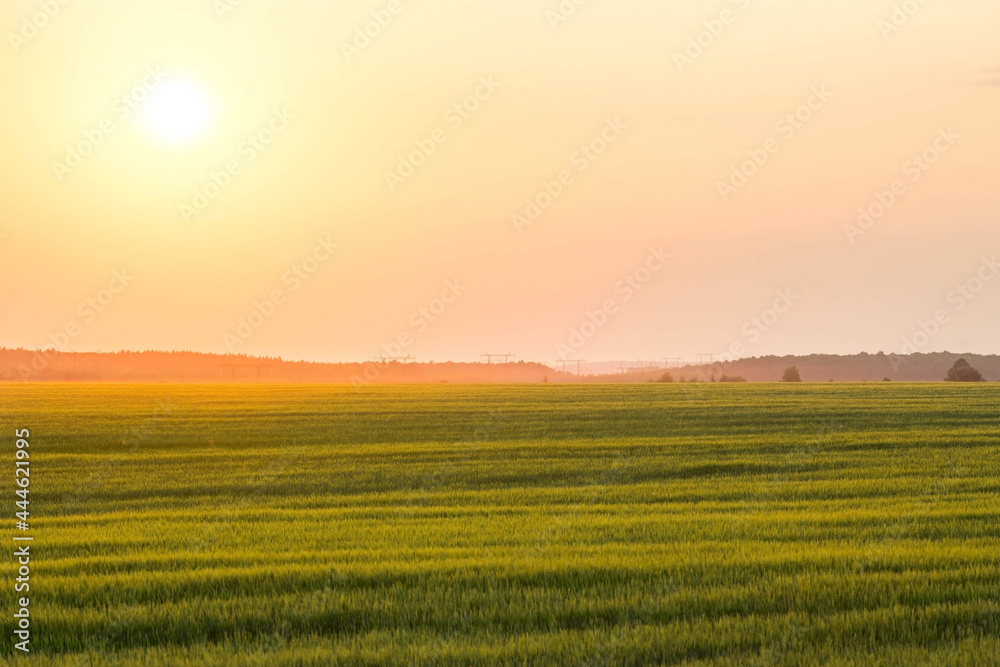 Rural landscape at sunset. A beautiful panorama of the outgoing sun. A ripening field of rye in the foreground.