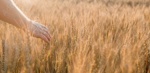 A man holds golden ears of wheat against the background of a ripening field. Farmer's hands close-up. The concept of planting and harvesting a rich harvest. Rural landscape at sunset.
