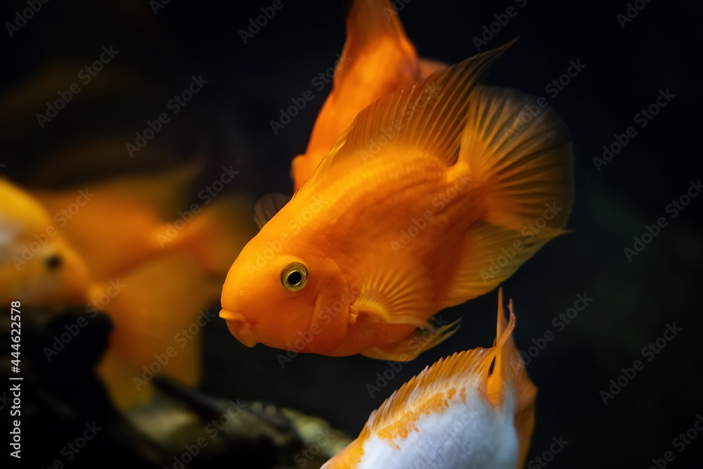 Group of Blood Parrot Cichlid. Orange and yellow aquarium fish on dark blue background Group of Blood Parrot Cichlid. Orange and yellow aquarium fish on dark blue background