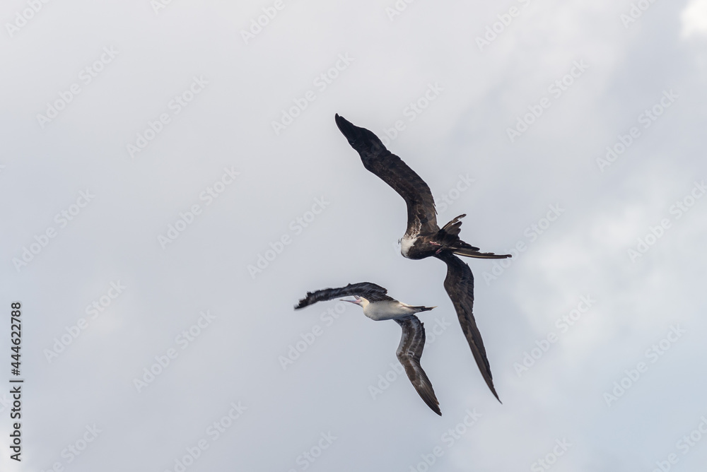 Frigate bird fighting with gannet. Birds fighting in sky. Frigate bird fighting with gannet. Birds fighting in sky.