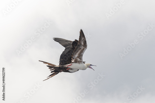 Frigate bird fighting with gannet. Birds fighting in sky.