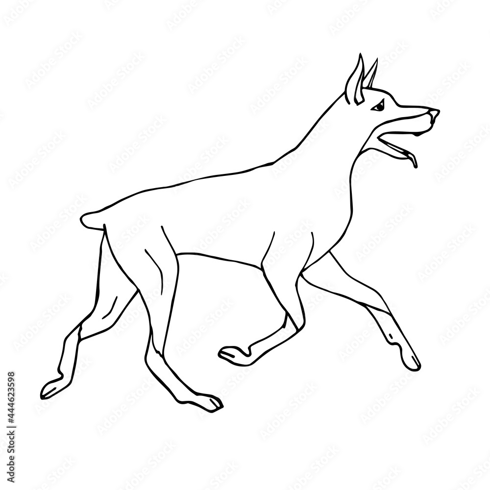 Vector hand drawn doodle sketch running doberman dog isolated on white background Vector hand drawn doodle sketch running doberman dog isolated on white background