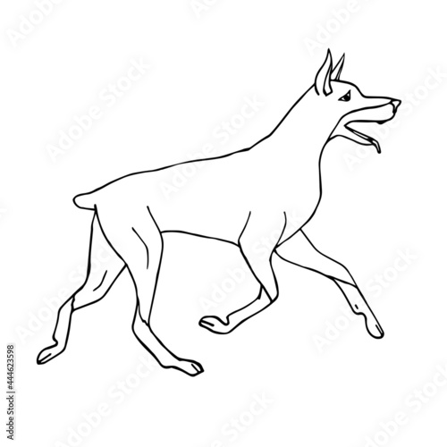 Vector hand drawn doodle sketch running doberman dog isolated on white background