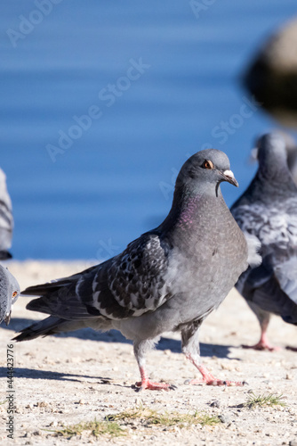 Single pigeon glares menacingly with eyes half closed