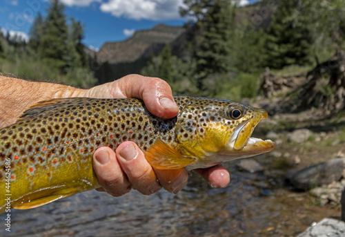 Rio Grande Brown Trout Caught & Released Fly-Fishing