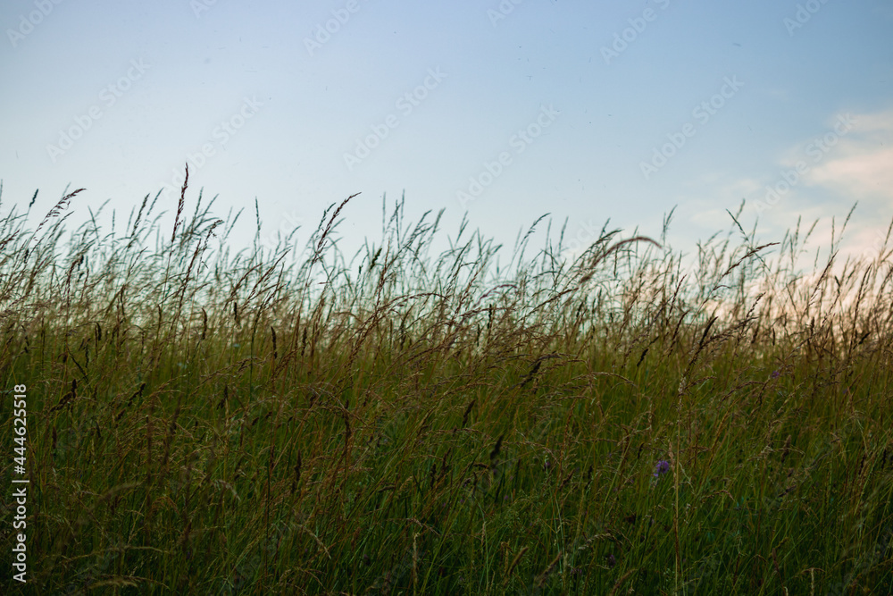 sky and field with grass