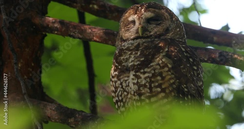 A spotted owl rests in a tree in the Sierra Nevadas. photo