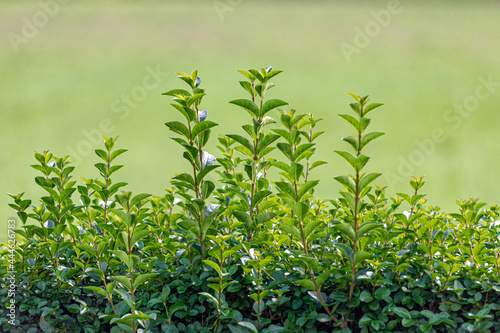 Selective focus soft peak of Ligustrum ovalifolium in the garden with green meadow backdrop, Treetop of Hedge plant growing taller than the others, Detail of tiny green leaves, Natural background. photo