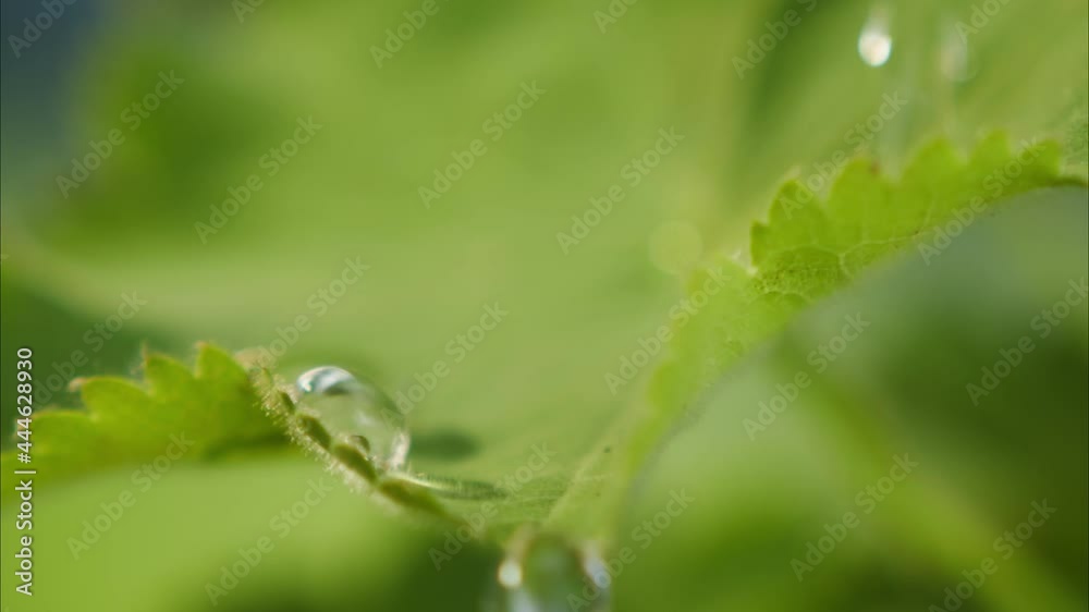 Drops of water falling on plant leaf, close-up of raindrop on green leaves. Growing fresh farm products in the countryside. Gardening care and love farming, agriculture concept. Drops of water falling on plant leaf, close-up of raindrop on green leaves. Growing fresh farm products in the countryside. Gardening care and love farming, agriculture concept.