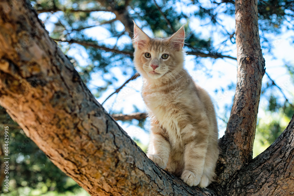A big white maine coon kitten sitting on a tree in a forest in summer. A big white maine coon kitten sitting on a tree in a forest in summer.