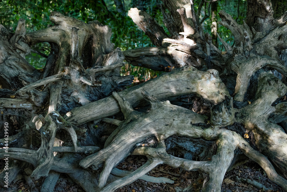 Roots  of big trees in a summer forest.
