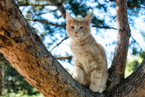 A big white maine coon kitten sitting on a tree in a forest in summer.