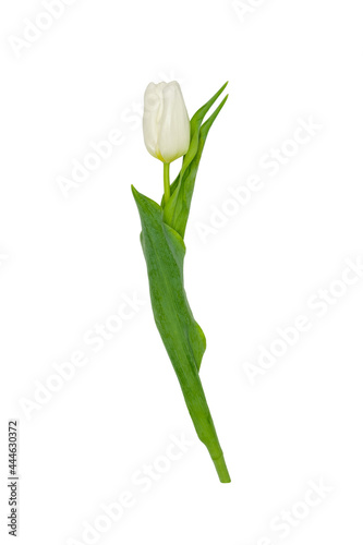 isolated tulip on a white background with a bud