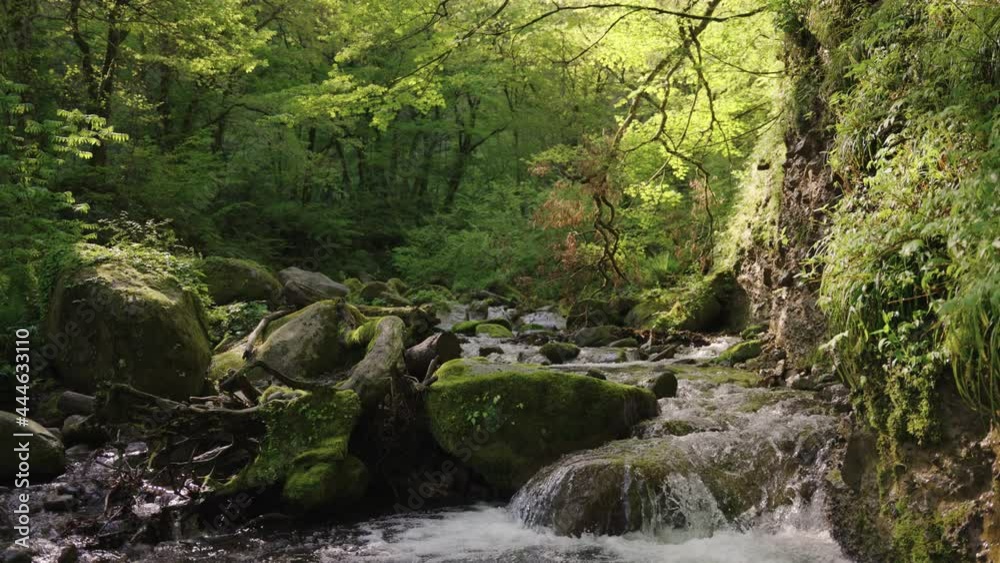 Verdant forest valley stream in Tottori, nature of Japan Verdant forest valley stream in Tottori, nature of Japan