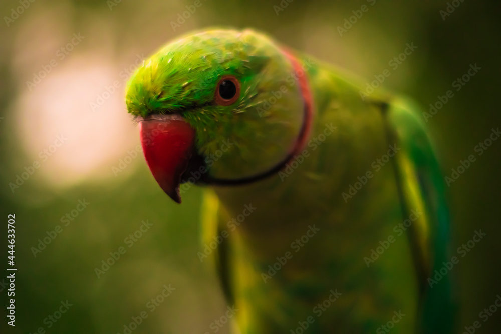 Naklejka premium close up of a parrot