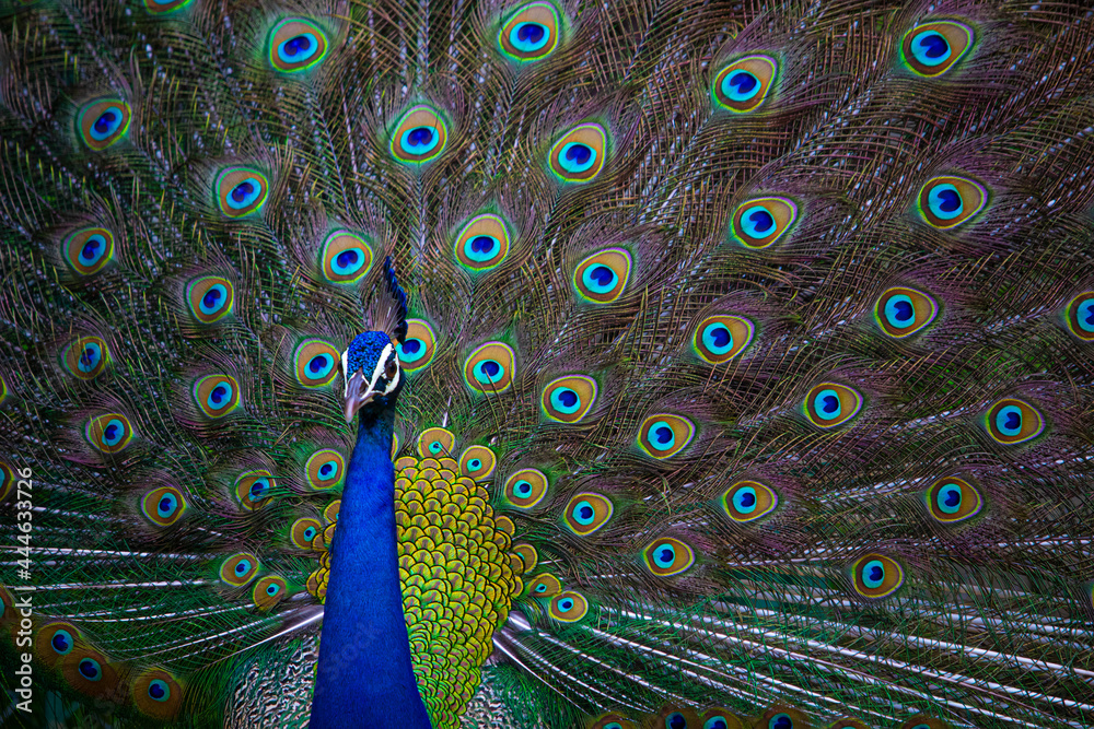 Obraz premium Indian Peacock, closeup, peacock head, peacock feathers, dancing, close up, close up of peacock