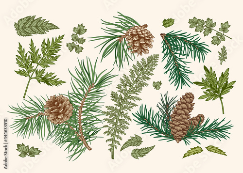 Botanical set with spruce and pine branches, cones, fern and leaves. Greens.