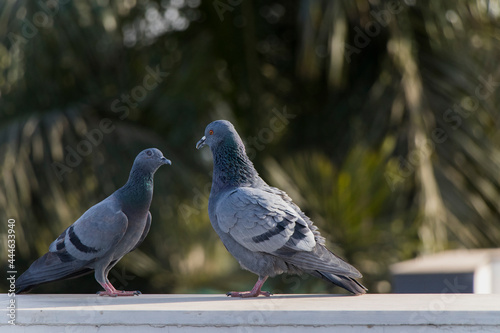 Love Pigeon, love birds photo