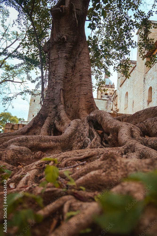 Roots of a tree hundreds of years old, old tree Roots of a tree hundreds of years old, old tree