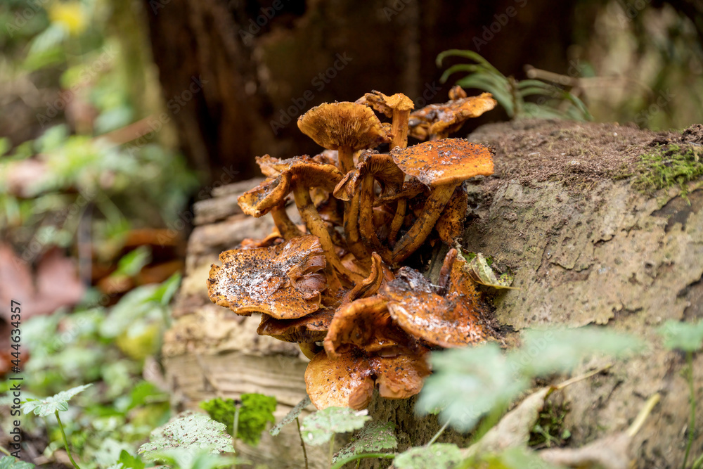 Selective focus of a wild yellow mushrooms on a tree trunk Selective focus of a wild yellow mushrooms on a tree trunk