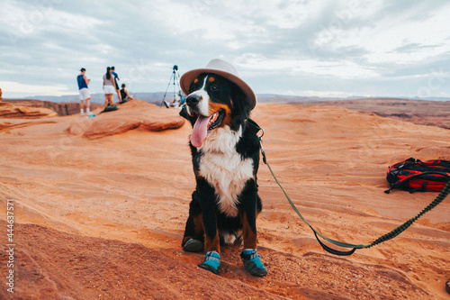 Bernese Mountain Dog Wearing Hat and Booties in Desert