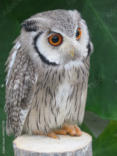 アフリカオオコノハズク