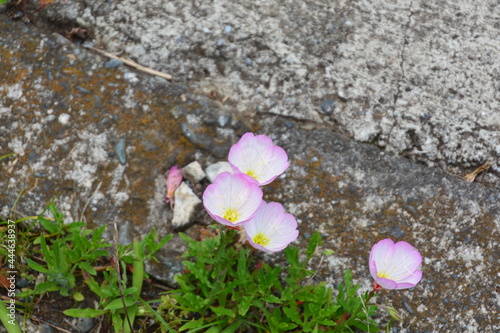 昼咲き月見草の花