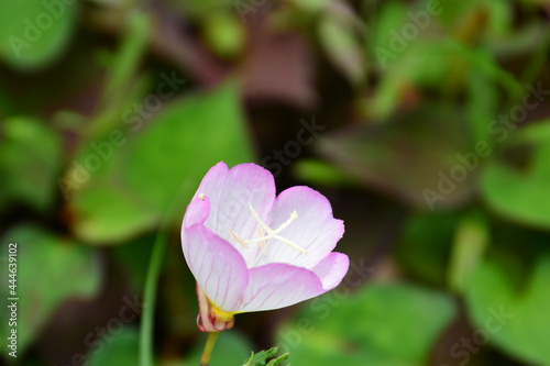 昼咲き月見草の花