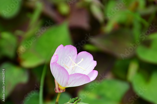 昼咲き月見草の花