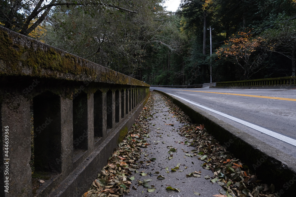 Fototapeta premium railway in the forest