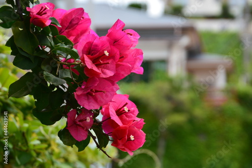 ブーゲンビリアの花