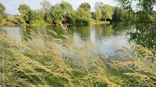 Field Of Natural Beautiful Meadow Grass Swayed By Wind Blow In Summer Day Near A Lake.