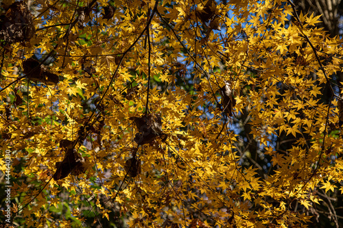 Delta del Paraná, Tigre, provincia de Buenos Aires, Argentina.