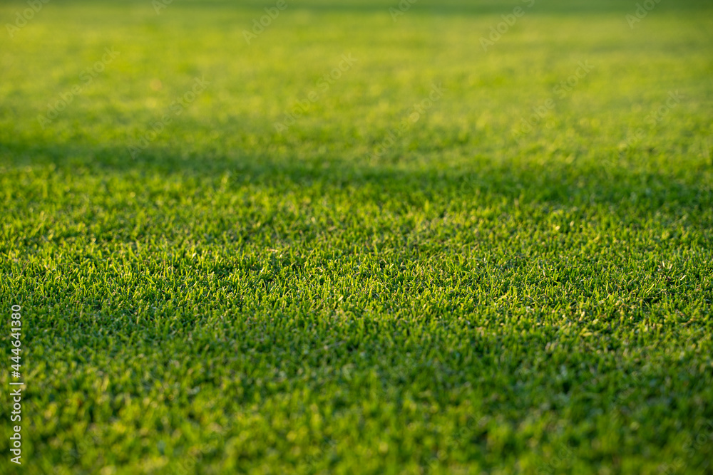 Detail of perfect mown grass in morning sun. Green grass background. Golf course in the summer.
